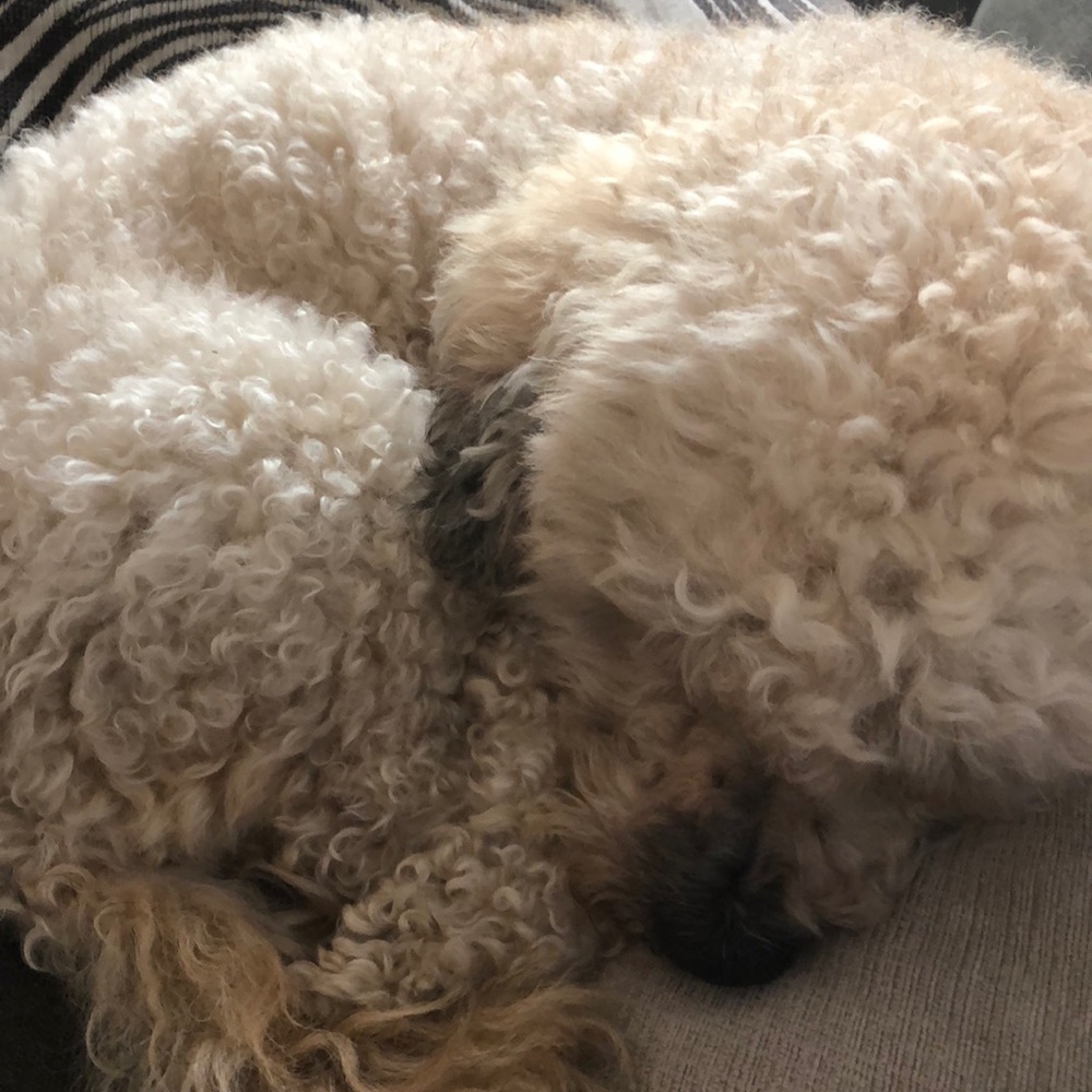 Meet your Posher, Anabel